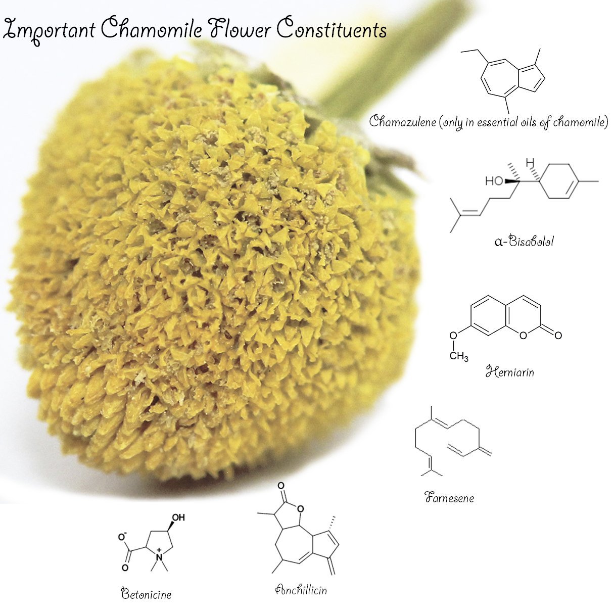 Chamomile Tea 1LB (16Oz) 100% CERTIFIED Organic (USDA seal) Chamomile Flowers Herbal Tea (Matricaria Chamomilla) in 1 lb Bulk Kraft BPA free Resealable Bags from U.S. Wellness - الصورة 2
