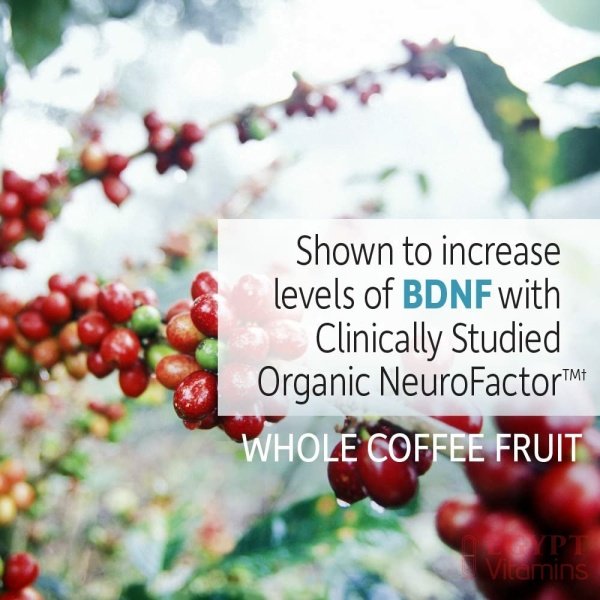 Garden of Life Dr. Formulated Organic Brain Health Memory & Focus for Young Adults Tablets دكتور فورميلايد ، فيتامينات ومعادن نباتية عضوية لصحة المخ والذاكرة ، وزيادة التركيز لصغار البالغين ، 60 حباية - الصورة 14