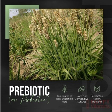 Alpha01 Organic Psyllium Husk Fibre – 600mg – Natural Prebiotic Fibre Supplement from Raw Plantago Ovata Seeds – Ispaghula Husk – Made in The UK – 120 Vegan Capsules ألياف قشور السيليوم العضوى ، 600 مجم ، بريبيوتيك الطبيعى من بذور بلانتاجو أوفاتا الخام وقشور إسباجولا ، 120 كبسولة نباتية - الصورة 27