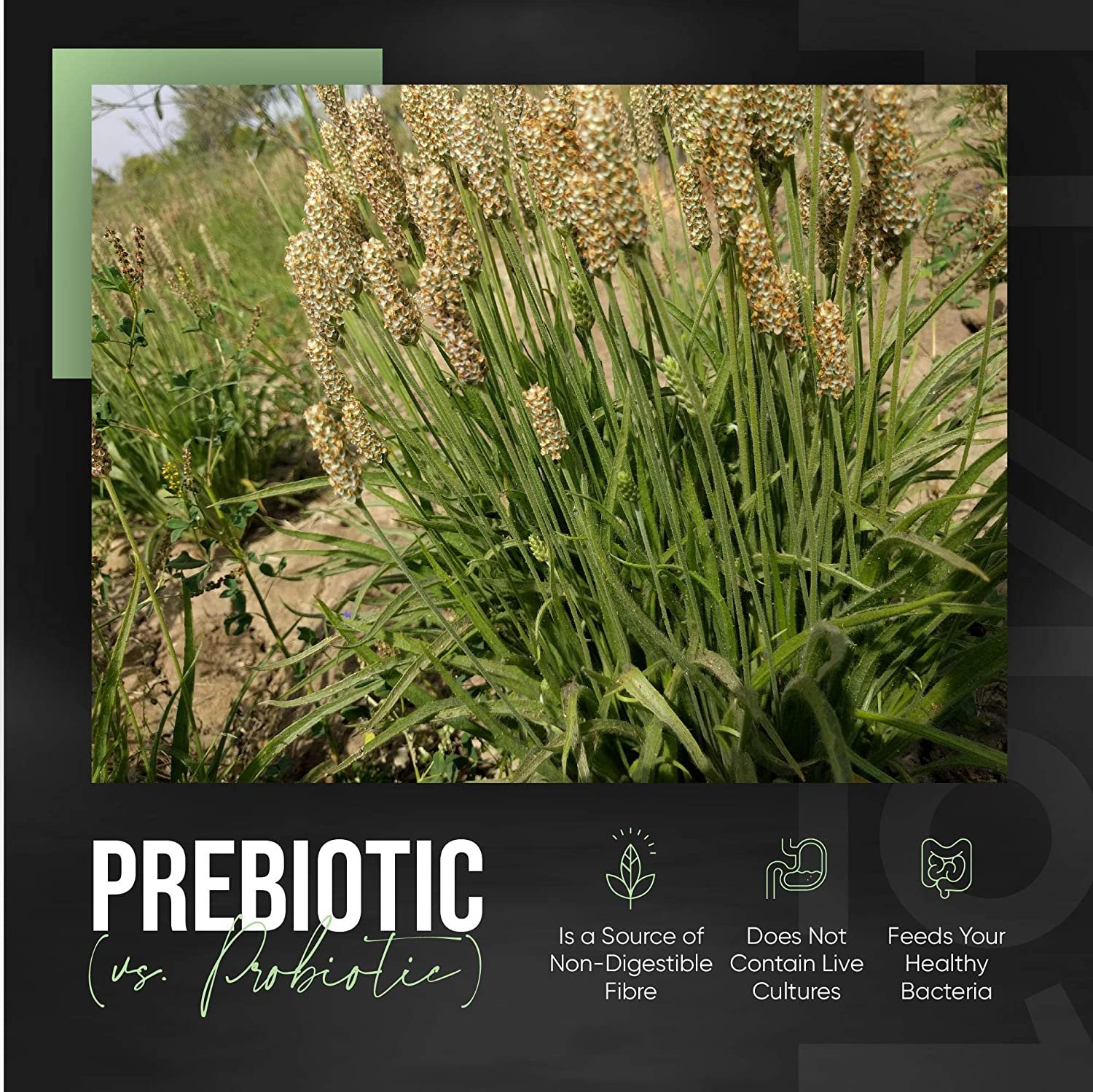 Alpha01 Organic Psyllium Husk Fibre – 600mg – Natural Prebiotic Fibre Supplement from Raw Plantago Ovata Seeds – Ispaghula Husk – Made in The UK – 120 Vegan Capsules ألياف قشور السيليوم العضوى ، 600 مجم ، بريبيوتيك الطبيعى من بذور بلانتاجو أوفاتا الخام وقشور إسباجولا ، 120 كبسولة نباتية - الصورة 9